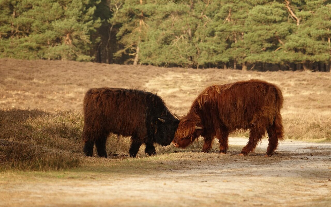 e-chopper verhuur veluwe