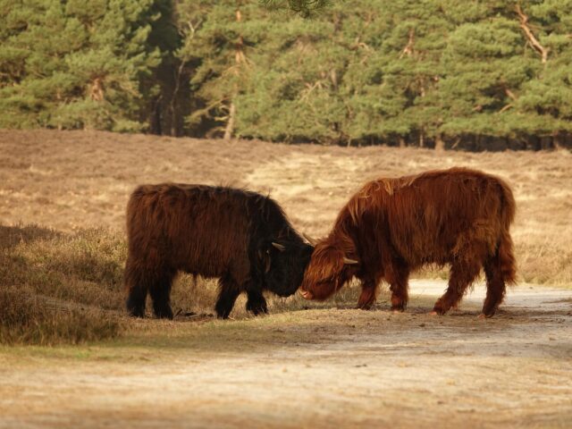 e-chopper verhuur veluwe
